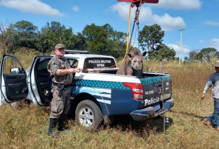 Pma Usa Guindaste Para Resgatar Anta De Quilos Atropelada Em Rodovia