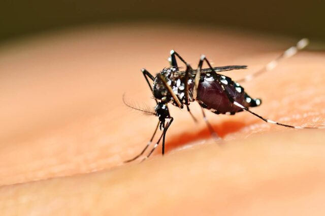 MS soma 16 óbitos: 3ª morte por chikungunya é registrada em Bonito