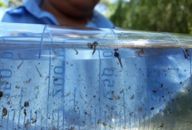 MS tem mais de 19 mil casos confirmados de dengue neste ano
