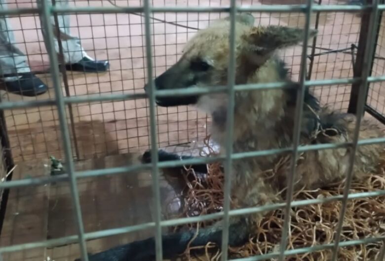 Lobo-guará é capturado após cair em poço de propriedade rural