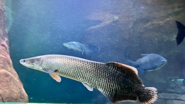 Gigantes das águas doces chegam ao Bioparque Pantanal e são novas atrações