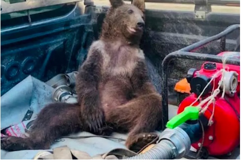 Vídeo: Ursa fica ‘chapada’ após comer mel alucinógeno