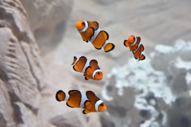Das telas do cinema para o Bioparque Pantanal, ‘Nemo’ e amigos fazem sucesso com visitantes
