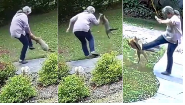 Vídeo: Mulher é vítima de brutal ataque de raposa na entrada de casa