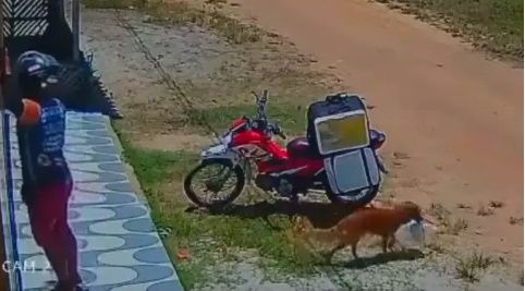 Vídeo: Vira-lata caramelo furta marmita de entregador
