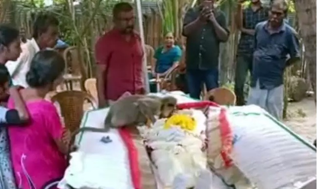 Vìdeo: Macaco vai ao velório de homem que o alimentava, chora e beija o falecido