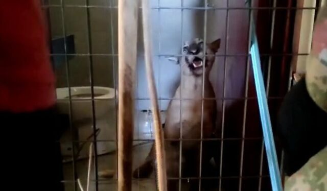 Mulher dá de cara com onça-parda dentro de banheiro de casa