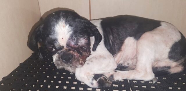 Vídeo: Multas por maus-tratos a animais em MS chegaram a R$ 1,2 milhão em 2022