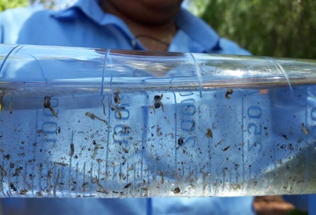 MS tem 14 casos confirmados de infecção pelo vírus Zika neste ano
