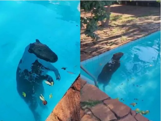 Vídeo: Com calor de mais de 32ºC, capivara ‘invade’ casa e nada em piscina