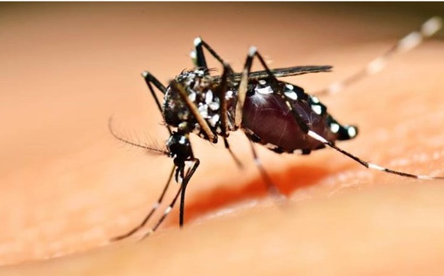 Para evitar aumento dos casos de dengue o foco é a prevenção, dizem autoridades