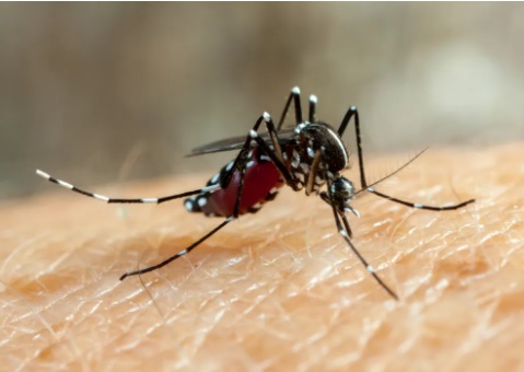 MS tem média de quase 120 novos casos confirmados de dengue por dia
