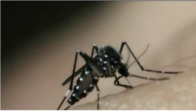 MS registra cinco mortes por dengue em três meses
