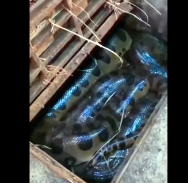 Vídeo: Sucuri de 6 metros é encontrada dentro de bueiro em Bonito