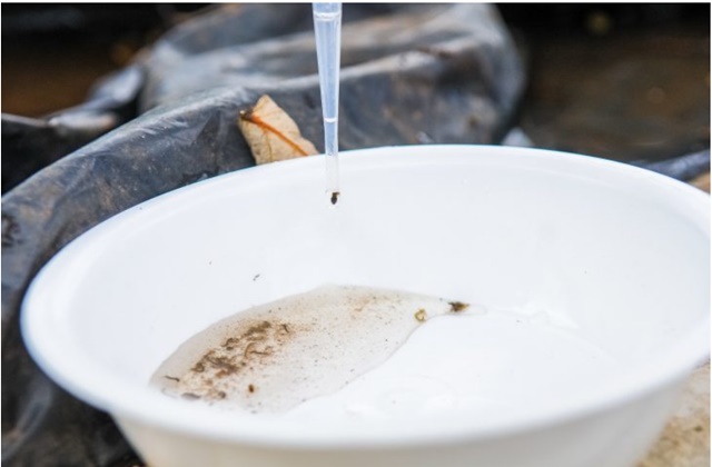MS tem média 265 novos casos de dengue por dia