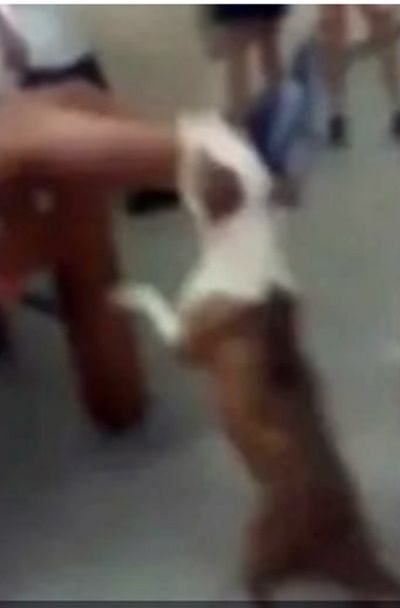IMAGENS FORTES: Vídeo mostra momento em que pitbull ataca criança em escola