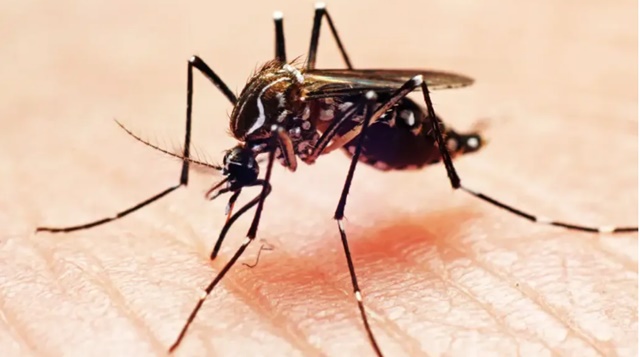Dengue mata mais três pessoas e número de vítimas chega a 22 em 2023