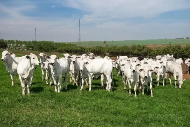 Arroba do boi gordo tem queda em Três Lagoas e Campo Grande