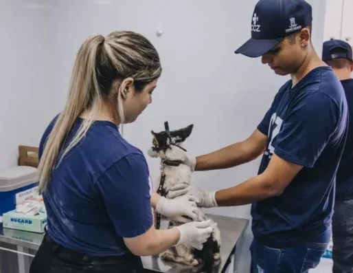 De hoje até sexta: Castração e consultas grátis para pets na Vila Sobrinho