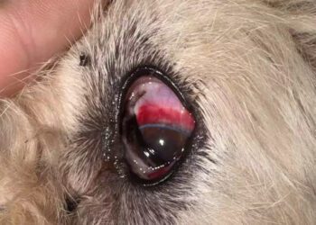 Mulher é presa após agredir cães a pauladas no Jardim Itatiaia